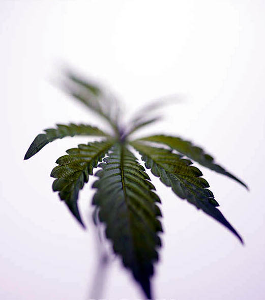 cannabis.jpg cannabis.jpg