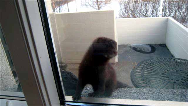 minkur.jpg minkur.jpg