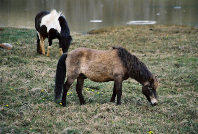 106388908_vtdxvv66_islandpferde.jpg