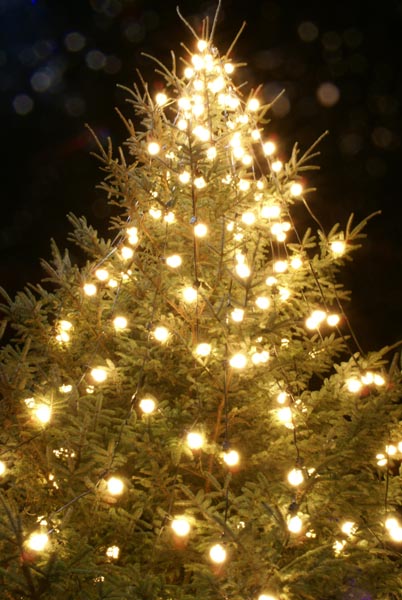 90_15_57---christmas-tree_web.jpg
