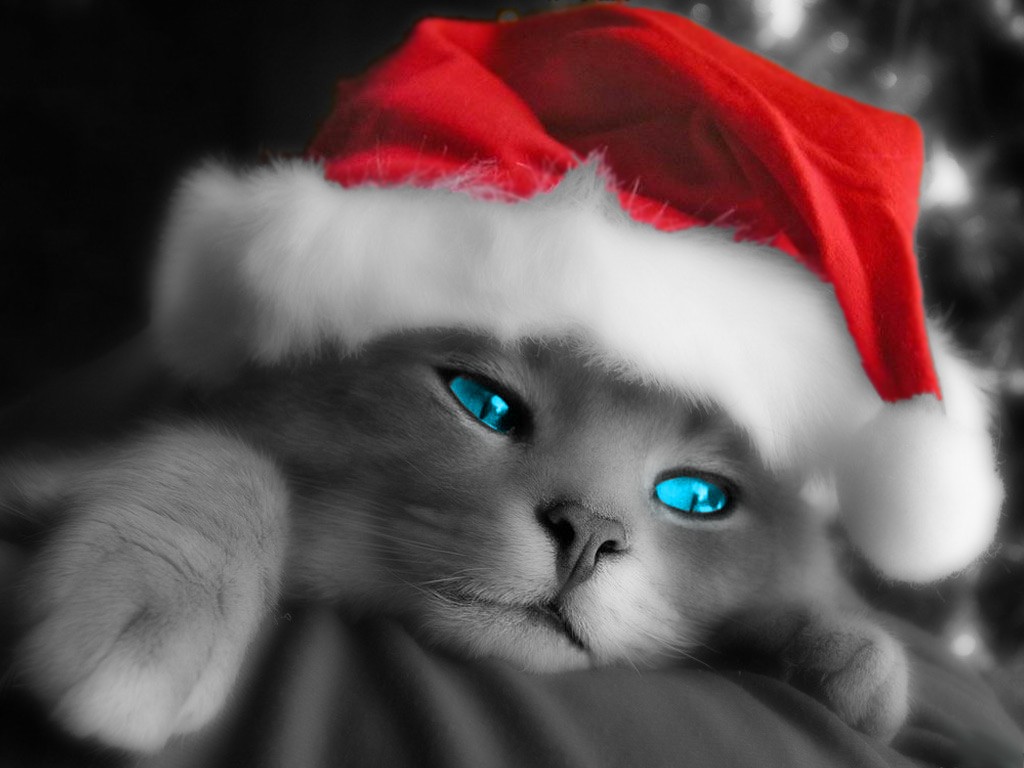 christmas_cat.jpg