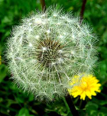 dandelionseedhead.jpg