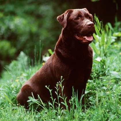 brownlabrador.jpg