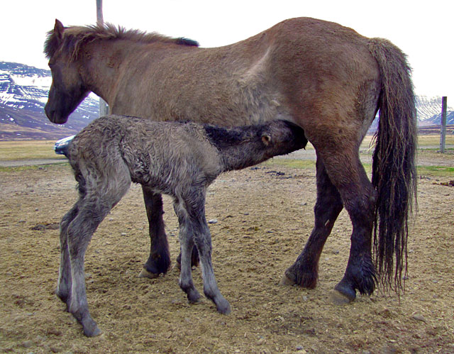 folald_finnur_spena_web.jpg folald_finnur_spena_web.jpg