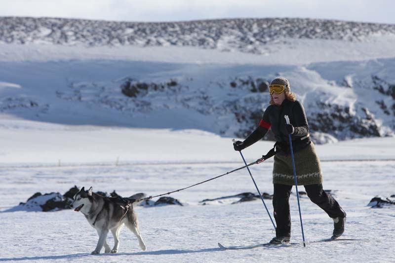 hjordis hilmars seldahundur
