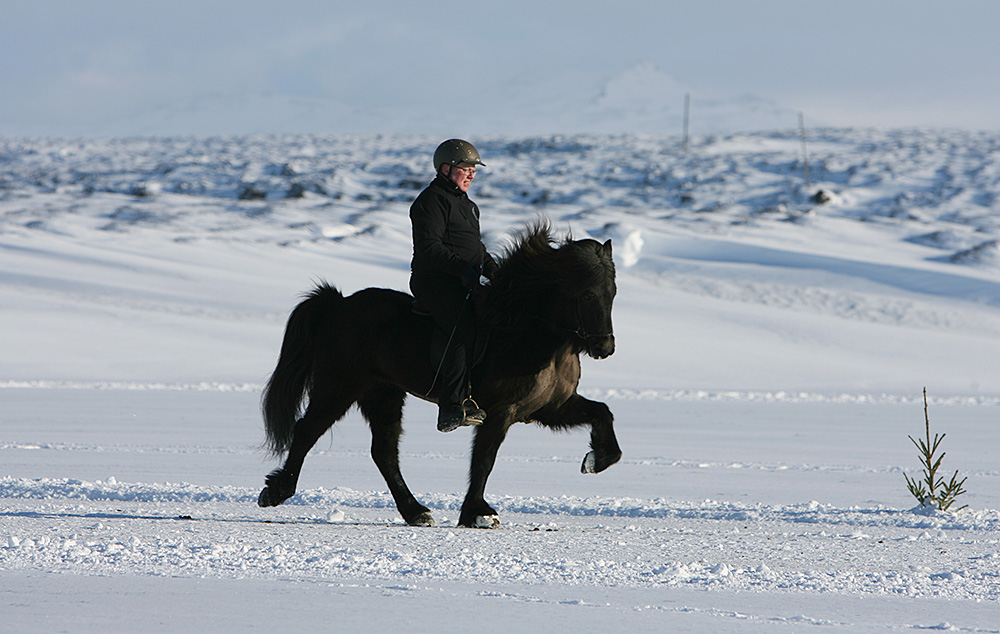 istolt austurland 0241 web
