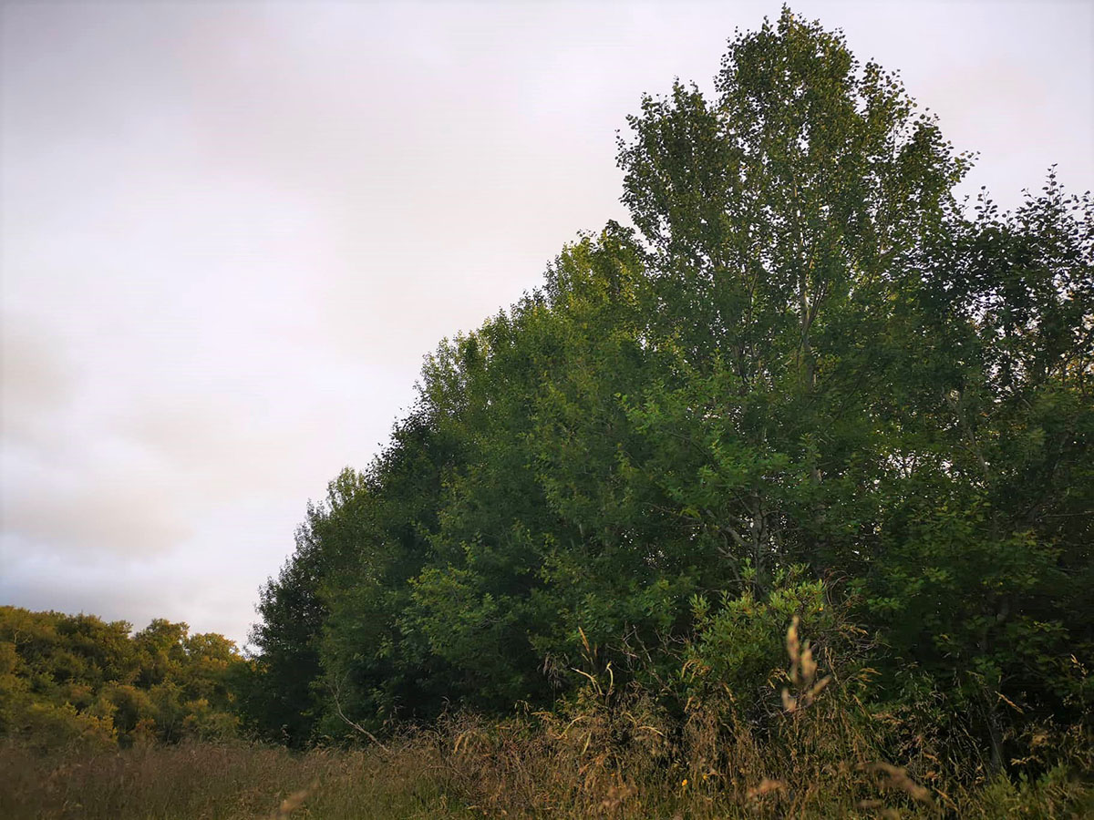 blaeosp throstur proper