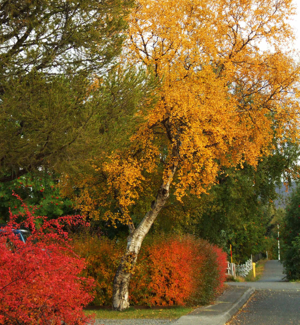 laufas1 haustmynd web